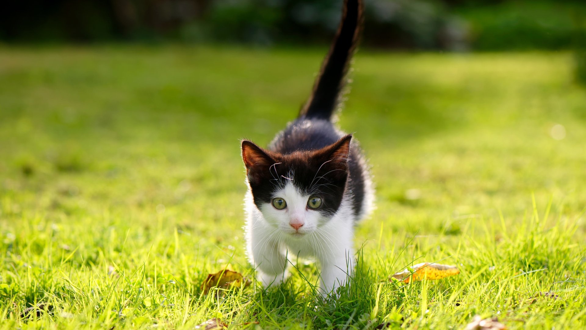 喀麦隆正面击溃克罗地亚，卡马文加关键先生引领历史性胜利