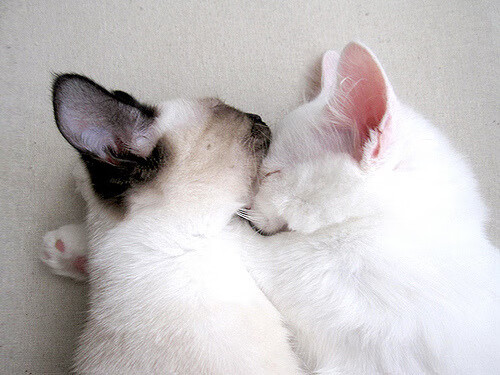 开云体育在线-三分钟内击碎僵局，戈麦斯超级替补展巨星价值，马竞主场力克拉齐奥