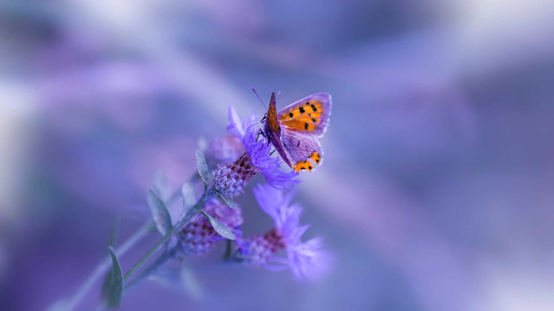 闪耀奥运前夜，阿克全程高能输出的关键之战