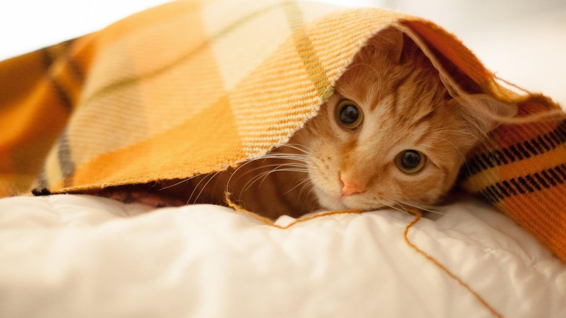 开云体育下载-天赋淬火与体系铁砧，当拉梅洛的野性星光遭遇凯尔特人的钢铁洪流