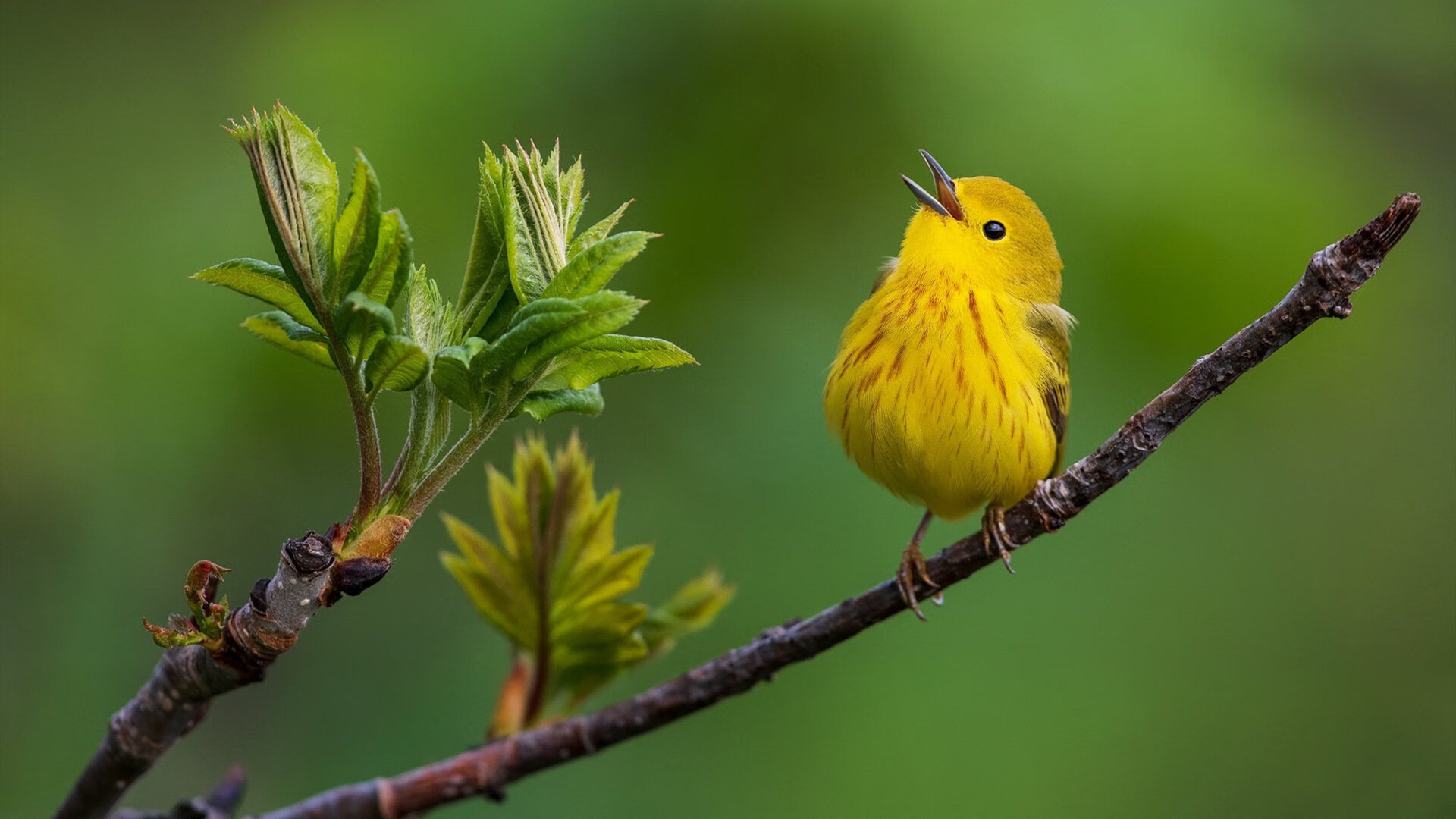 -封锁与碾压，马克西化身防守铁闸，灰熊全面击溃浙江队
