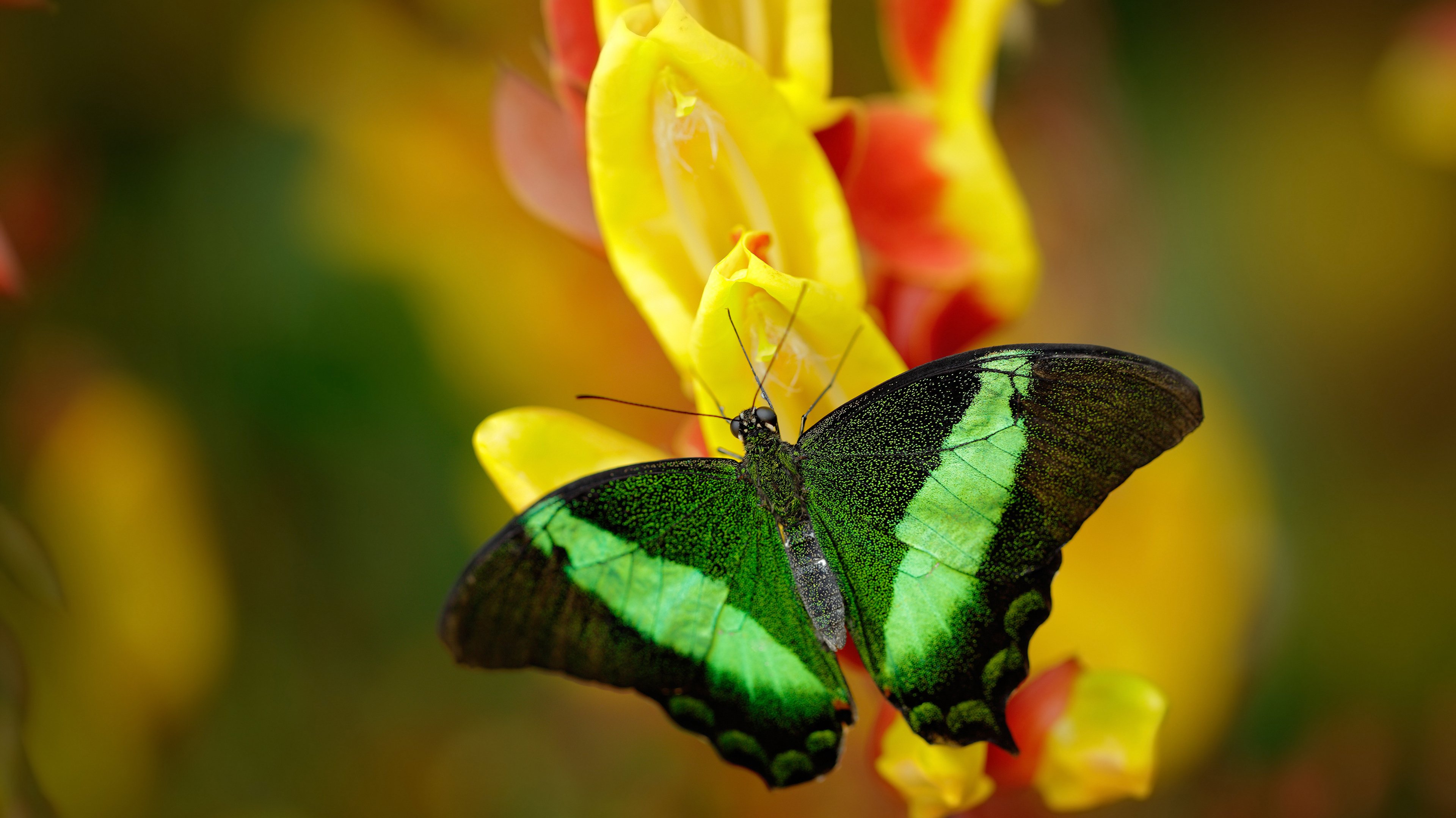 篮球与足球的交响诗,当湖人冲垮浙江队,欧冠决赛上演绿茵史诗