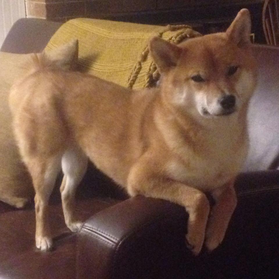 开云体育APP下载-加克波末节天神下凡，牙买加补时绝杀逆转巴拉圭