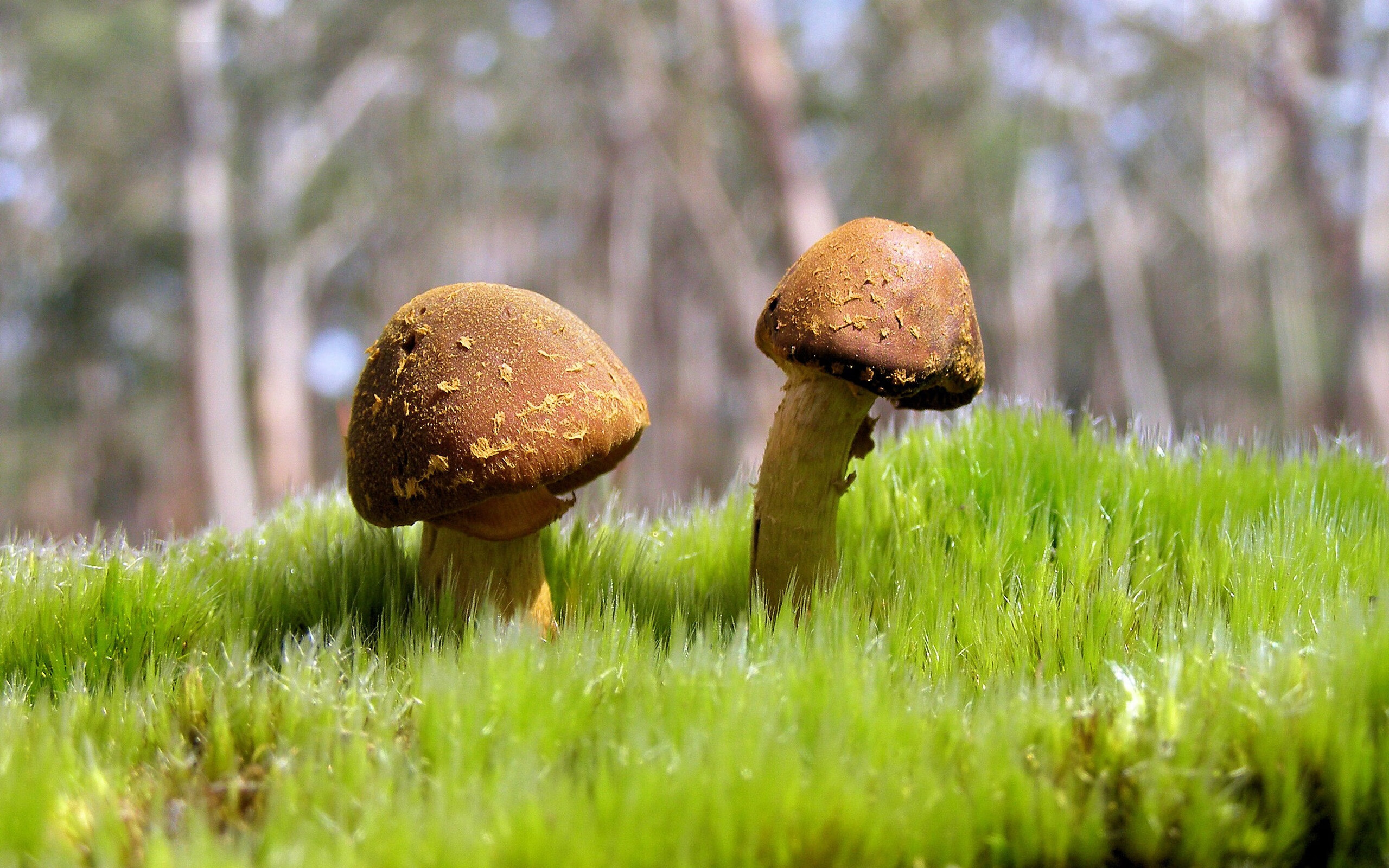 东决关键战焦点，活塞末节发力带走黄蜂