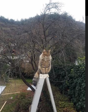 破晓者与钢铁密网,C罗如何撕裂克罗地亚的精密封锁