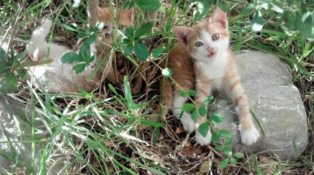 开云APP-擎天巨柱！杜兰特导演雷霆万钧，步行者难逃碾压厄运