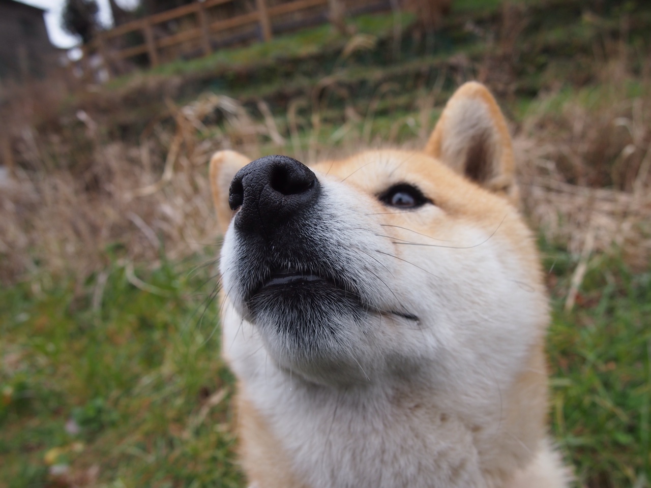 压不垮的巨人，挡不住的洪流，从伊布绝境爆发到葡萄牙的闪电战