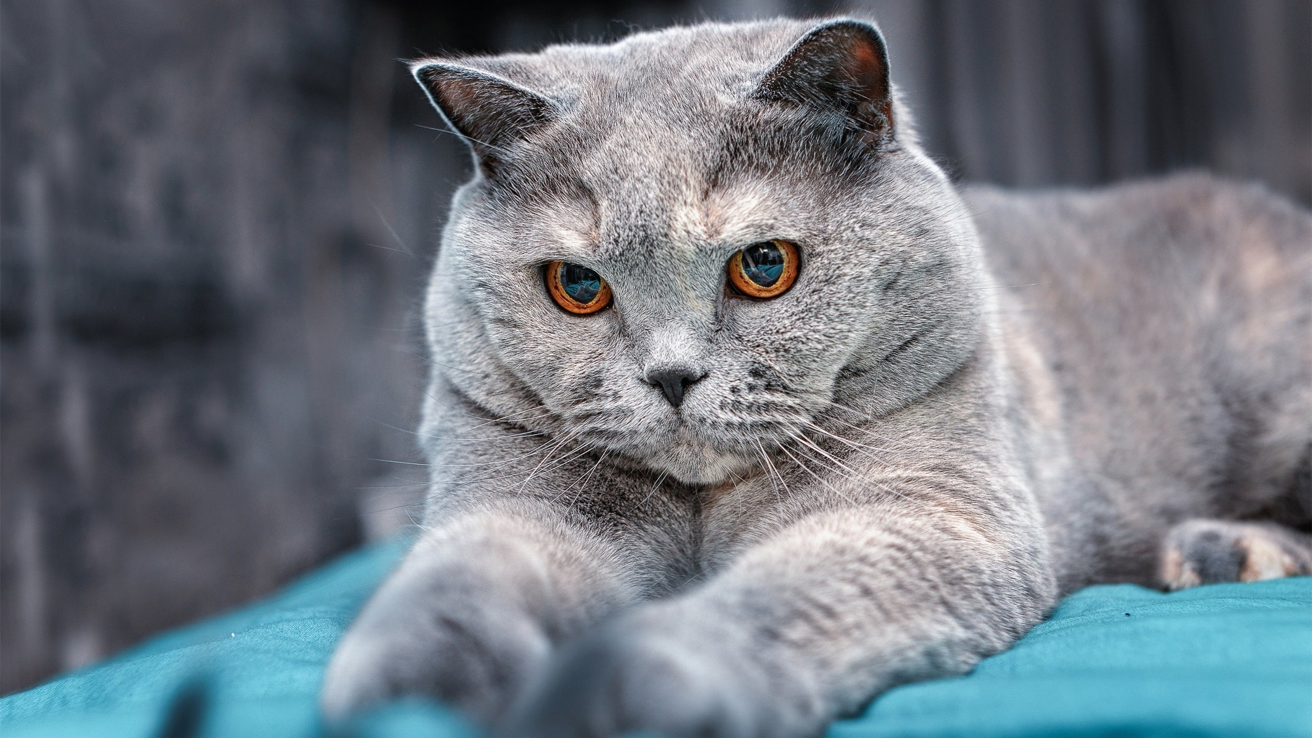 以约基奇的方式淘汰对手，当火箭的胜利遇见约基奇的统治