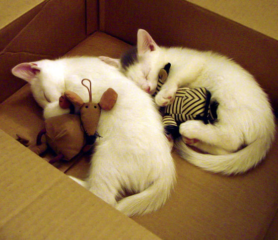 快船用库里式投射收割魔术，当团队成为关键先生