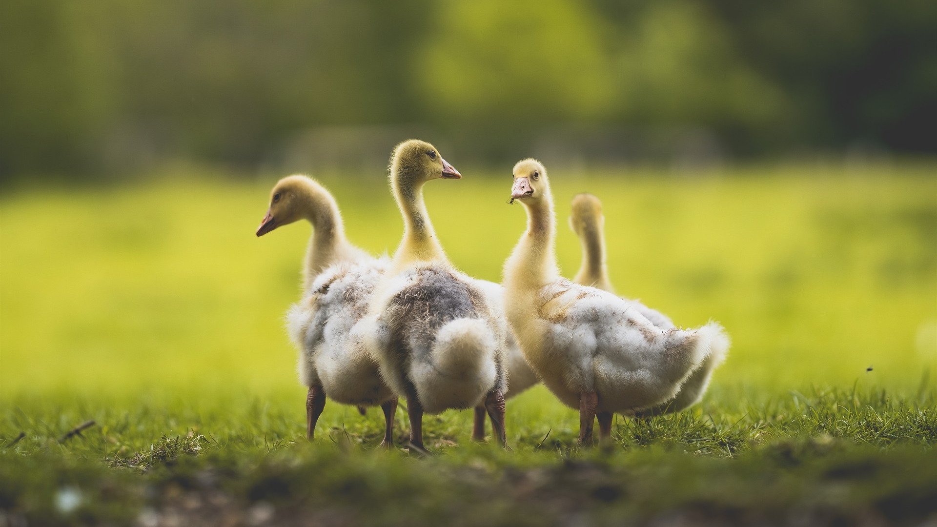 新疆队强压独行侠，小贾伦成为全场焦点