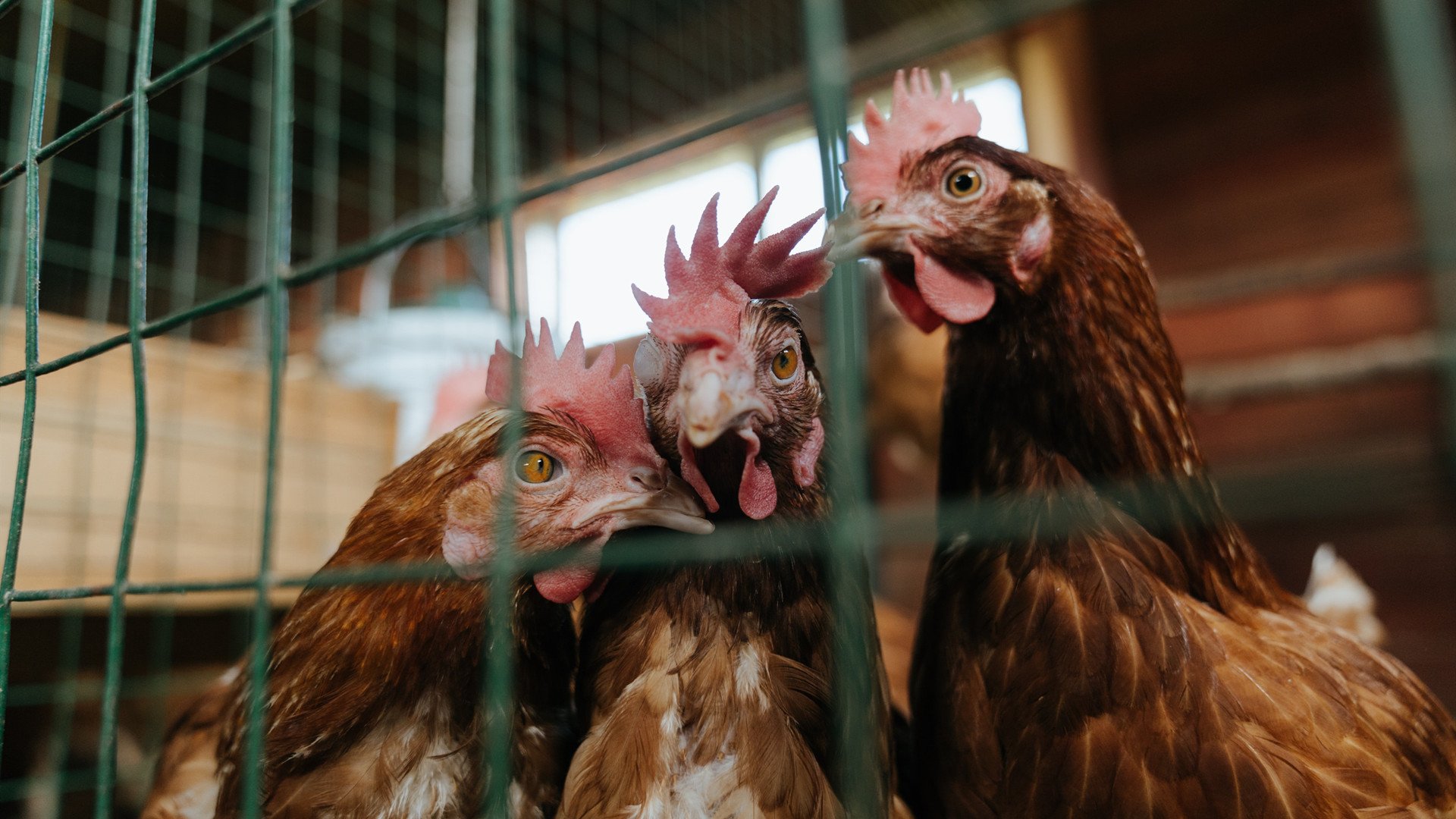 数据败给团队，内马尔统治级表演如何被挪威的雪崩意志击碎