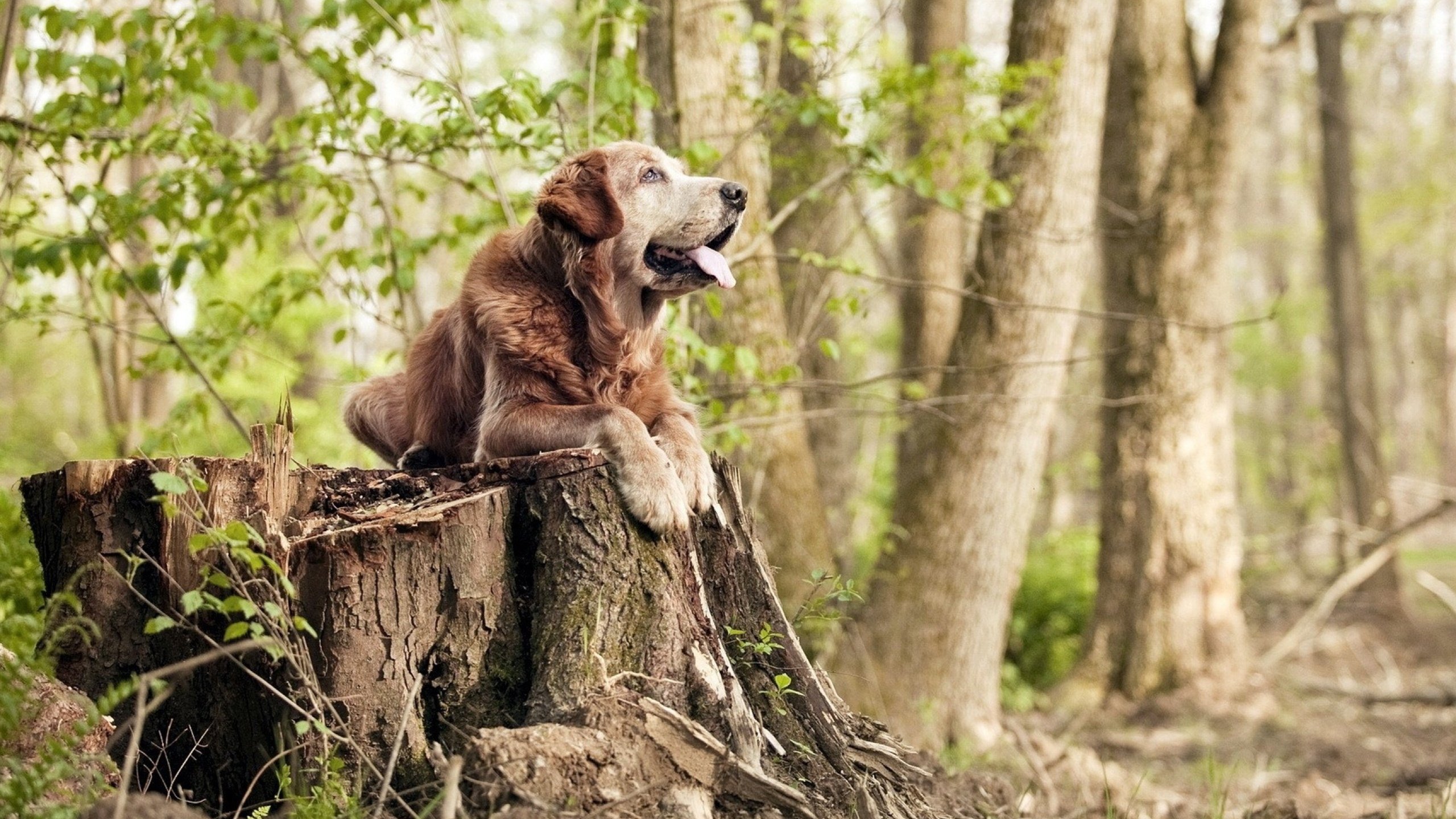 开云体育平台APP-魔术绝地反击功亏一篑，霍勒迪末节屠刀冷血封喉