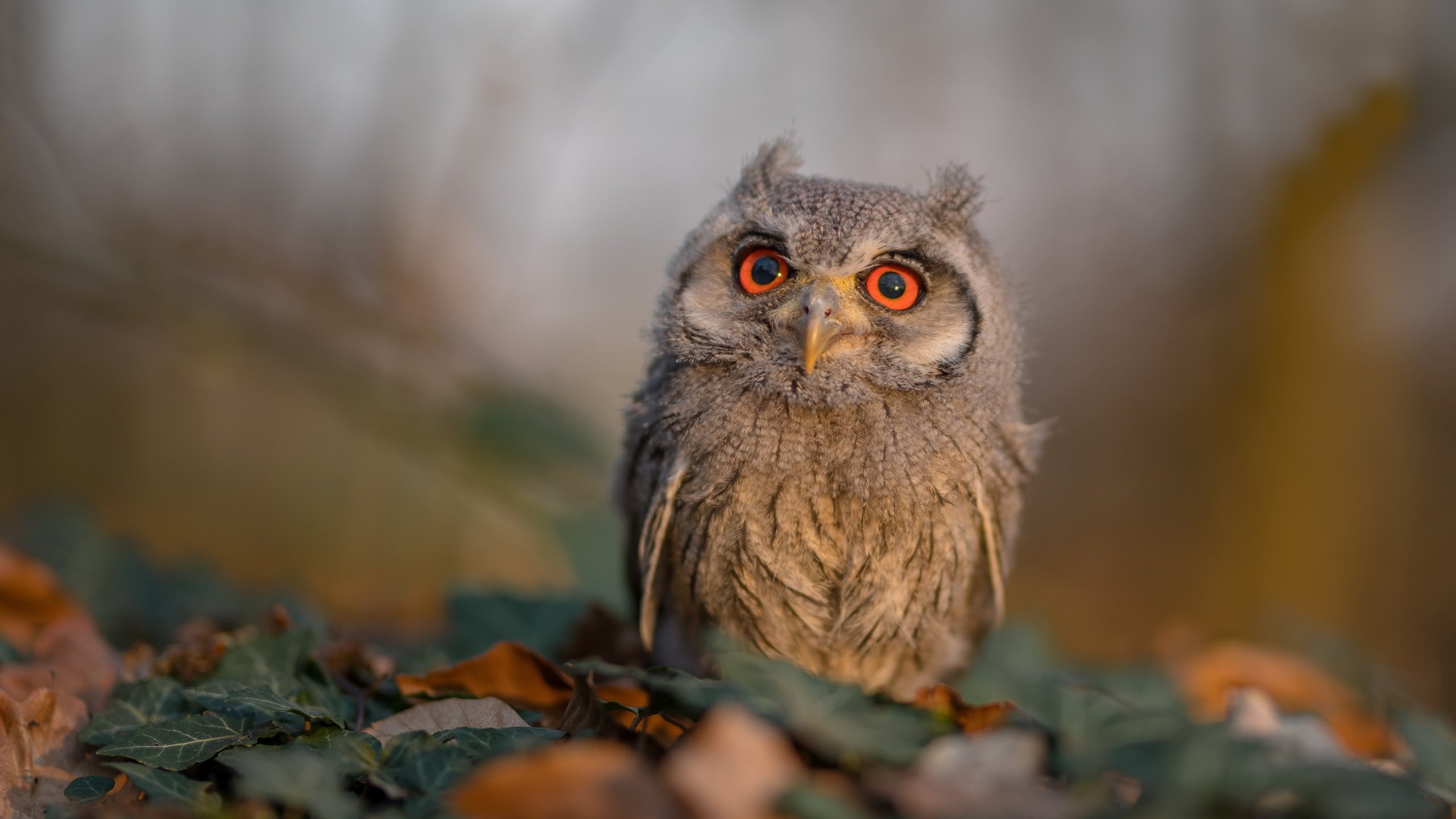 开云体育下载-霍勒迪之光，2026世界杯之夜的传奇统治