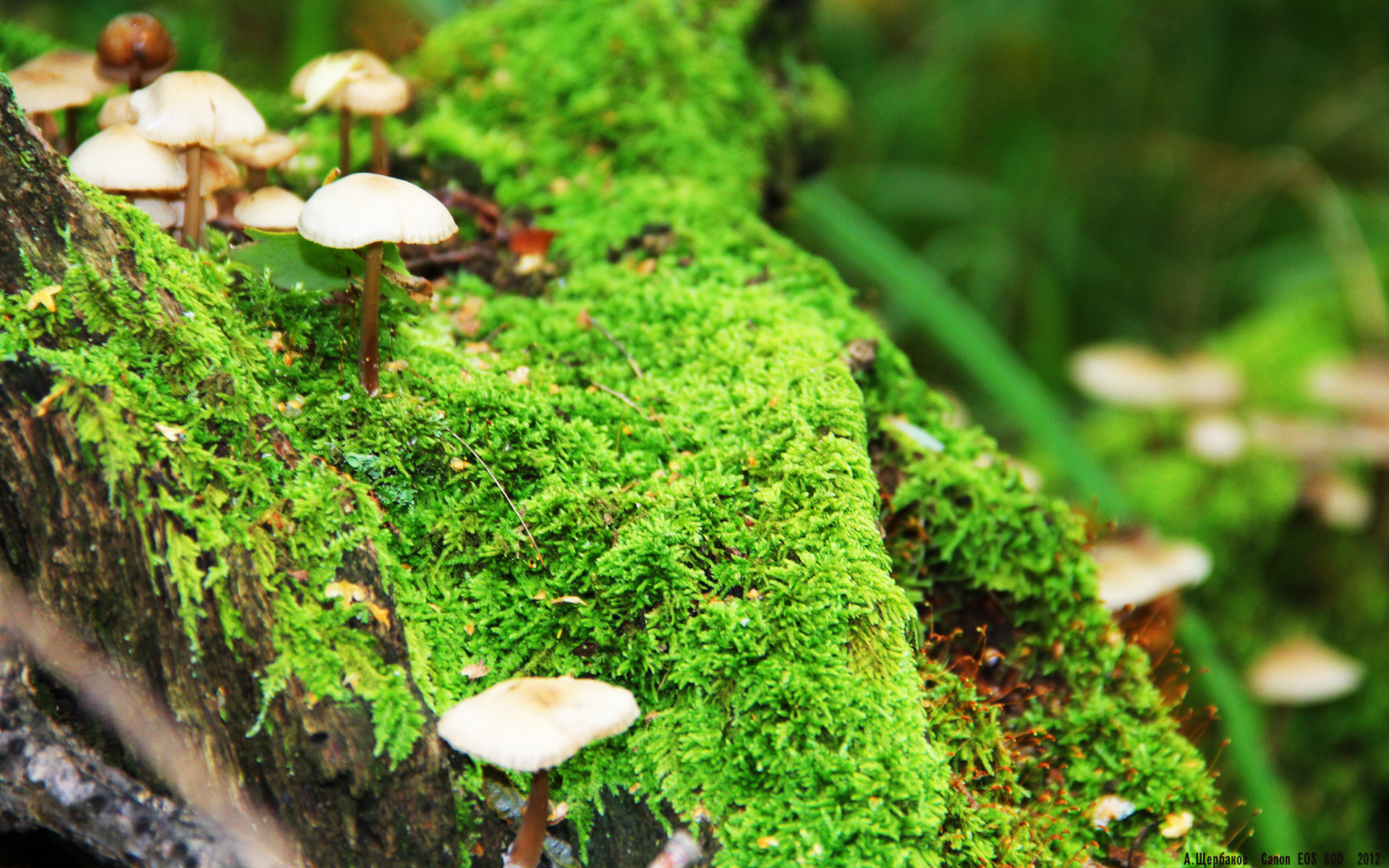 开云体育官方网站-巨星之光与团队之魂，巴斯托尼的价值与波兰的生死战胜利